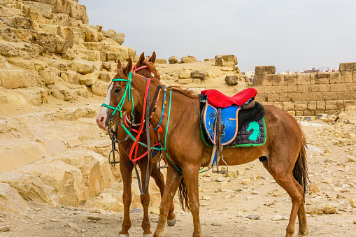 Horses near great pyramids in Giza, Egypt