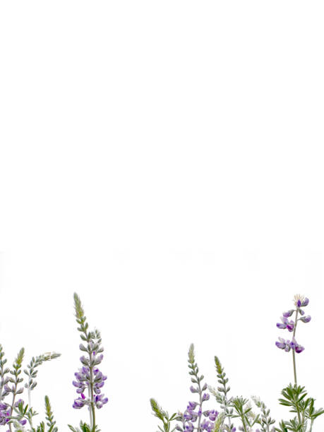 Extreme close-up of a Lupin flowerspike in Springtime.