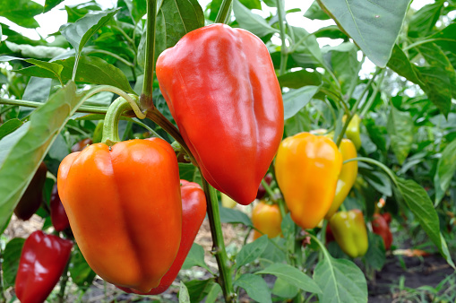 close-up of ripening peppers in the organic pepper plantation