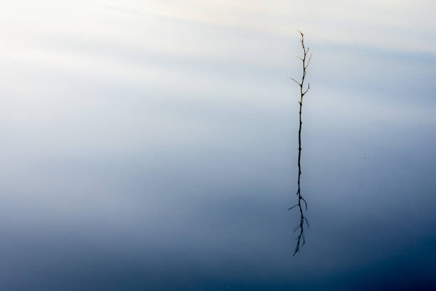 istock Abstraction of nature 1128747615
