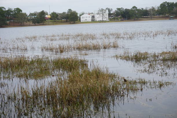 istock Grasses of Lake DeFuniak 1128748839
