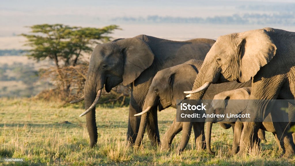 Group of African elephants in the wild African Elephants on the Masai Mara, Kenya, Africa Elephant Stock Photo