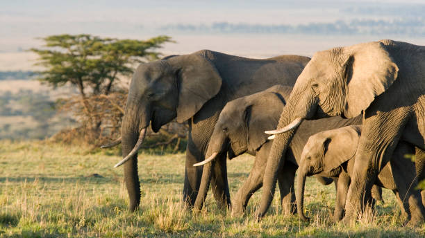 Group of African elephants in the wild African Elephants on the Masai Mara, Kenya, Africa animal family stock pictures, royalty-free photos & images