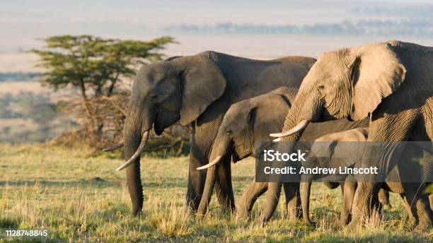 Group Of African Elephants In The Wild Stock Photo - Download Image Now - Elephant, Africa, Kenya