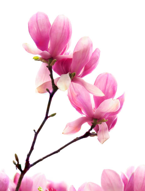 istock Focus Stacked Closeup Image of Pink Tulip Tree Blossoms Isolated on White 1128749180