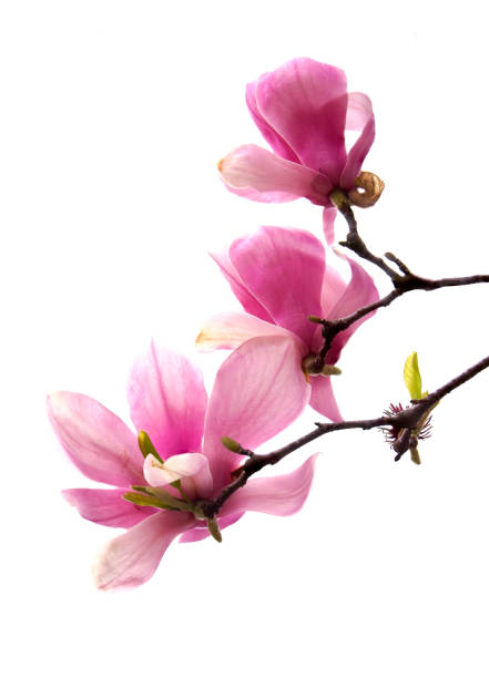 istock Focus Stacked Image of Pink Tulip Tree Blossoms Isolated on White 1128749183