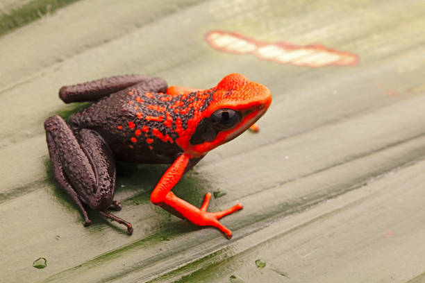istock Orange poison dart frog, Ameerega silverstonei 1128750044