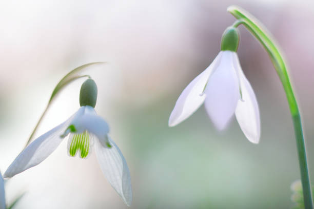 istock snow drops winter white wild flower, Galanthus nivalis 1128750053