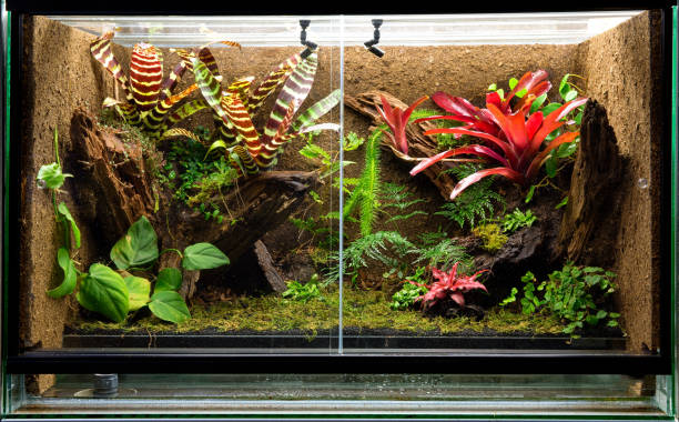 tropical rain forest terrarium. Pet tank vivarium tropical rain forest terrarium. Pet tank vivarium for exotic frogs, lizards or gecko poison arrow frog photos stock pictures, royalty-free photos & images