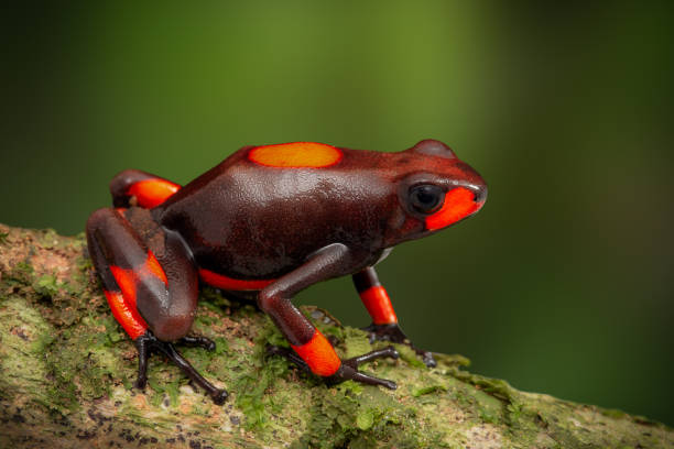 frog Oophaga histrionica, a red bullseye poison dartfrog frog Oophaga histrionica, a red bullseye poison dartfrog from the rain forest in Choco, Colombia. A poisonous jungle animal. dendrobatidae stock pictures, royalty-free photos & images