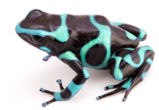 istock Dendrobates auratus a poison arrow frog 1128750214