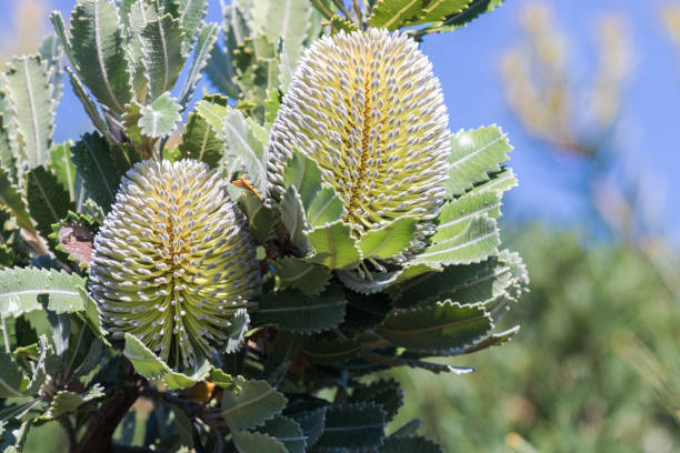 istock Saw Tooth Banksia 1128750266