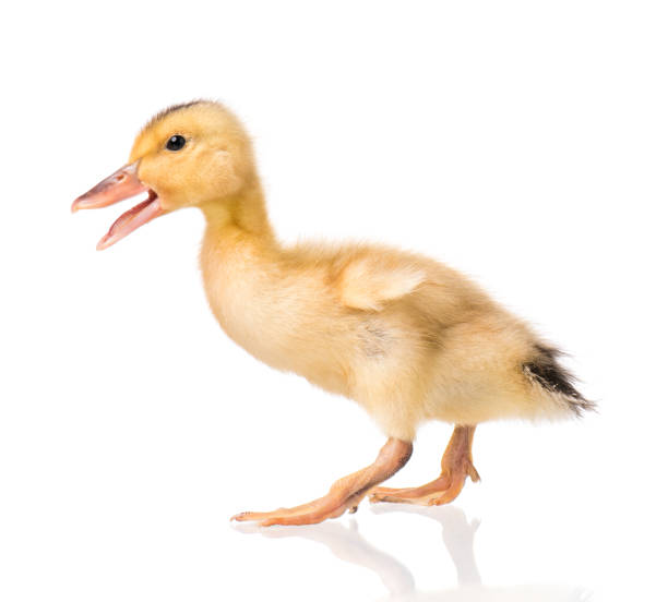 istock Cute newborn duckling 1128750442