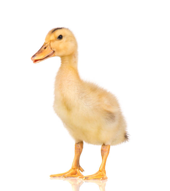 istock Cute newborn duckling 1128750463