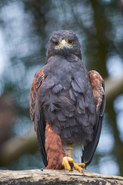 istock Portrait of Wedge tailed Eagle, full body, close up. 1128751244