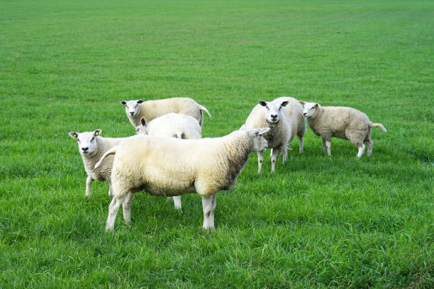 istock Sheep on the green field 1128753066