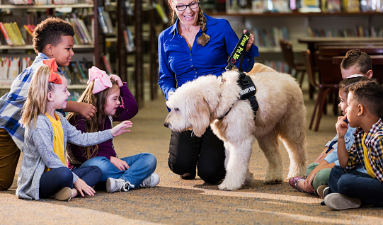 A multi-ethnic group of six boys and girls sitting on the floor of a library, meeting a reading assistance therapy dog, a goldendoodle who is trained to listen to children read. The dog handler is a mature woman in her 50s who is smiling and encouraging the children to interact with the dog. The girl 3rd from the left has down syndrome.