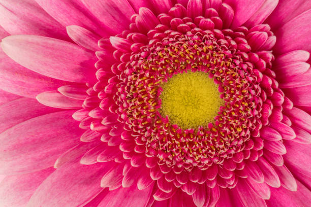 istock Chrysanthemum close-up, macro middle of the flower as a background texture, backdrop. 1128757131