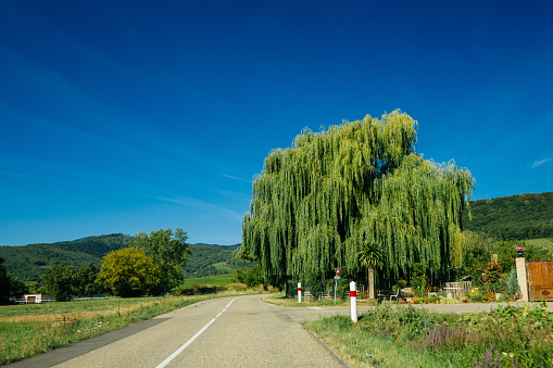 Driver point of view POV at the summer road with big willow tree and blue sky - advertising cinematic photo