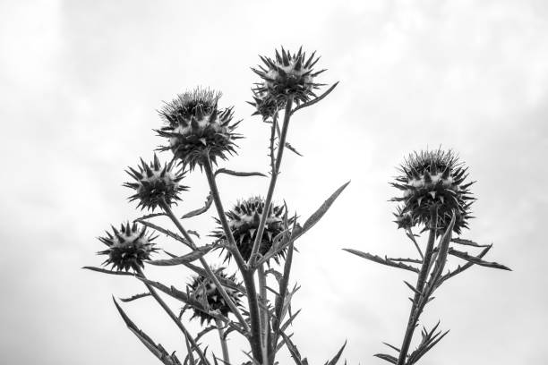 istock Artichoke flower - black and white view from below 1128757302