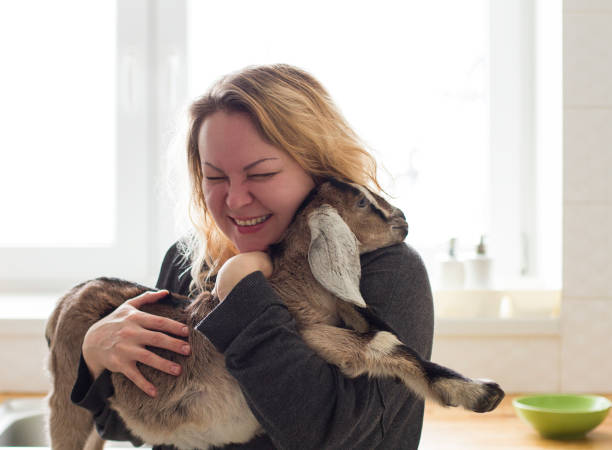 istock laughing woman holding a little goat 1128758430