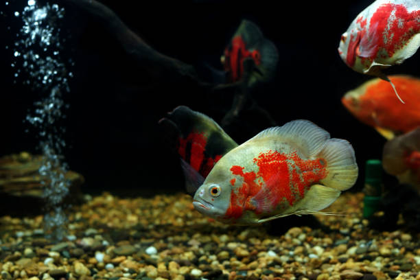 istock astronotus ocellatus or oscar fish fish 1128759941