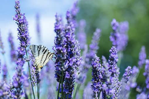butterfly pollinates a lavender flower in a lavender field In the evening