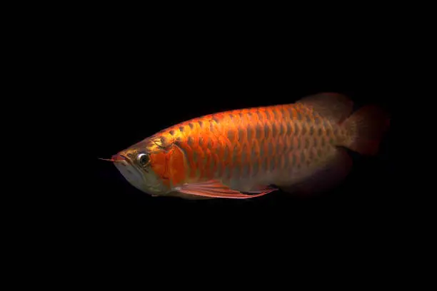 beautiful arowana fish isolated on black background