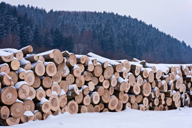 istock Pile of logs in forest 1128764505