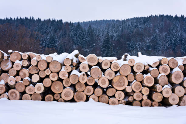 istock Pile of logs in forest 1128764803