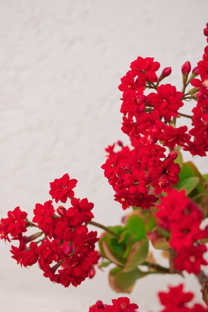 istock Spring background with Brazil red flowers perfect for spring 2019 concepts layouts. 1128765190