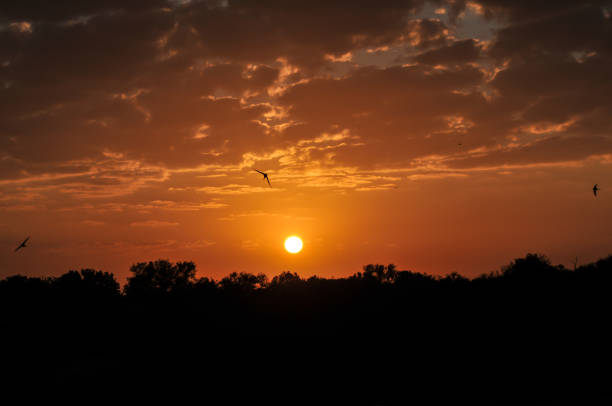 istock Sunrise at Kruger National Park 1128765661