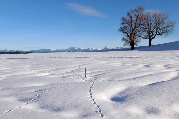 Beautiful snowy landscape with animal tracks in winter in Bavaria off the Allgaeu Alps