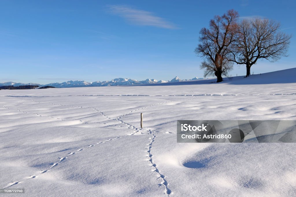 Phong Cảnh Tuyết Tuyệt Đẹp Với Các Dấu Vết Động Vật Vào Mùa Đông Ở Bavaria  Ngoài Khơi Dãy Núi Allgaeu Alps Hình ảnh Sẵn có - Tải xuống Hình ảnh Ngay