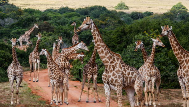 istock Journey of Giraffes 1128774658