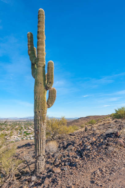 Seguaro Cactus in Arizona stock photo