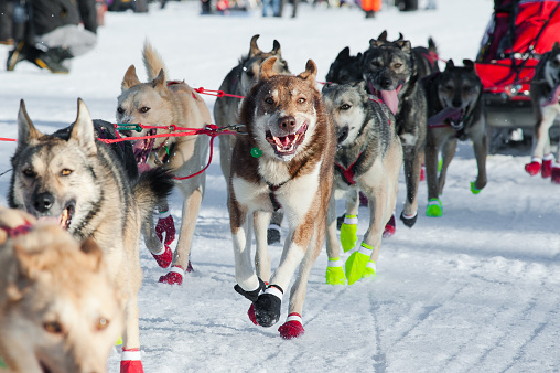 Husky mix sled dogs running in the iditarod sled dog race.