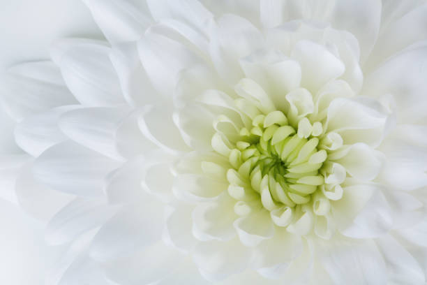 istock Chrysanthemum close-up, macro middle of the flower as a background texture, backdrop. 1128780779