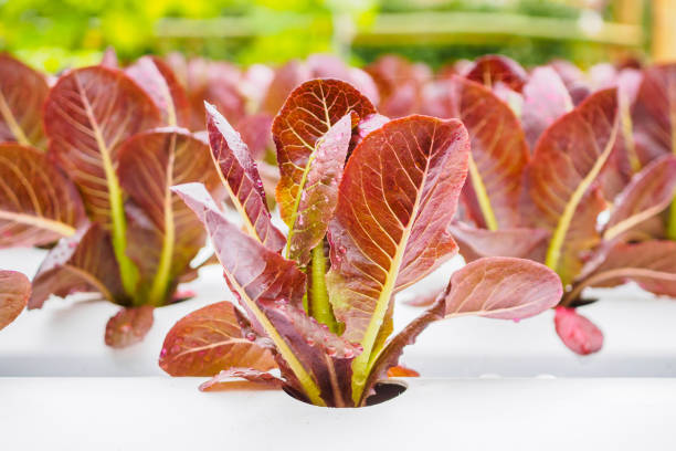 świeże organiczne czerwone liście sałaty sałatka roślin w hydroponiki warzyw systemu gospodarstwa - field vertical agriculture crop zdjęcia i obrazy z banku zdjęć