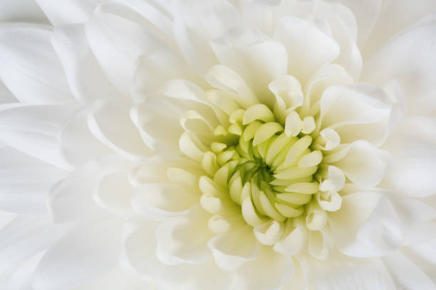 istock Chrysanthemum close-up, macro middle of the flower as a background texture, backdrop. 1128781486