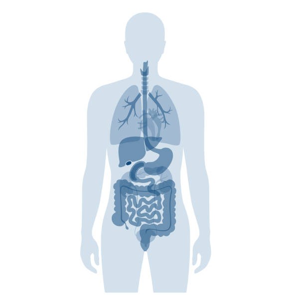 인간의 내부 장기 - 인체 stock illustrations