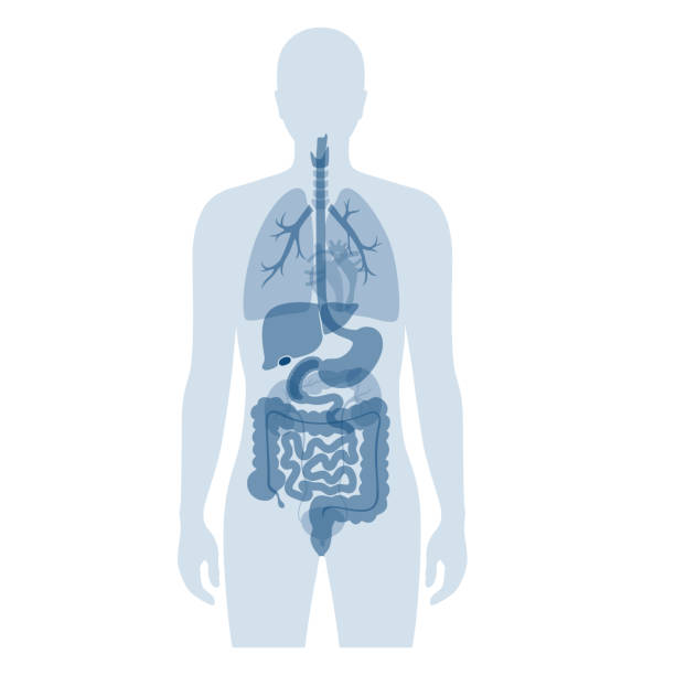 narządów wewnętrznych człowieka - anatomia człowieka obrazy stock illustrations