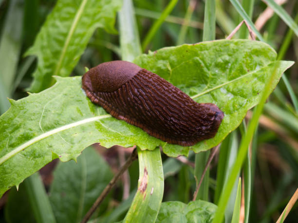istock Slug in the garden 1128782853