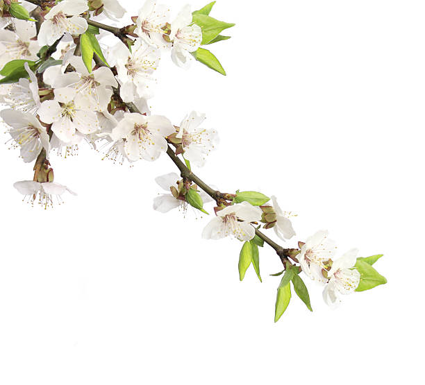 istock Flowers of cherry 112878568