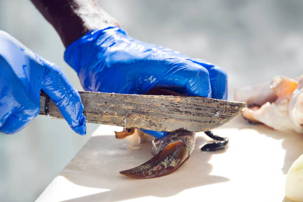 istock Bahamian man preparing conch for  salad 1128786241