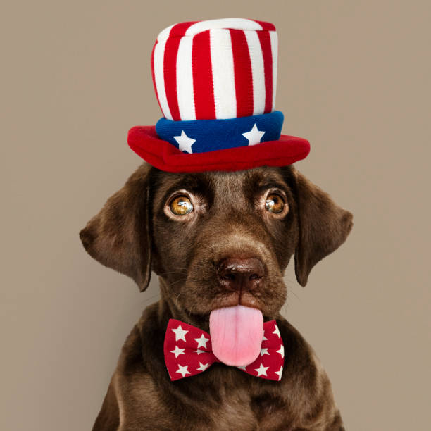 istock Cute chocolate Labrador Retriever in Uncle Sam hat and bow tie 1128787362