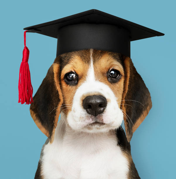 mignon chiots beagle dans un chapeau de graduation - dog graduation hat school photos et images de collection