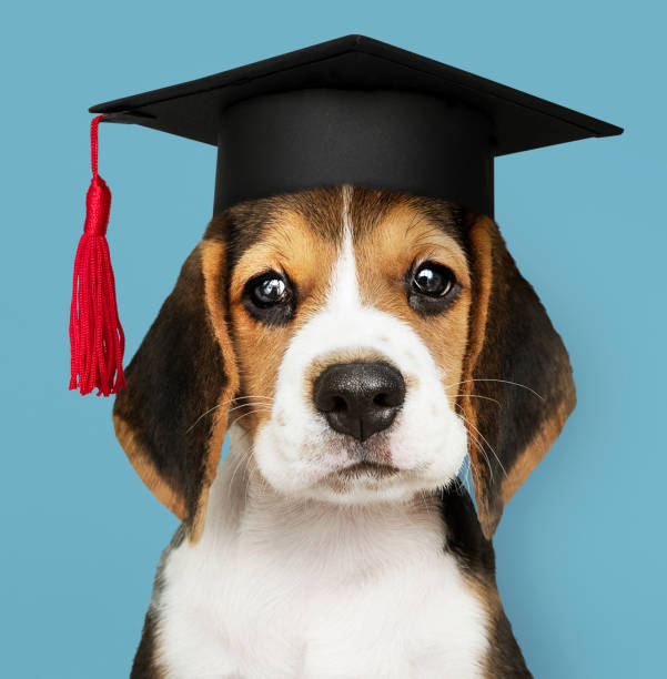 졸업 모자에 귀여운 비글 강아지 - dog graduation hat school 뉴스 사진 이미지