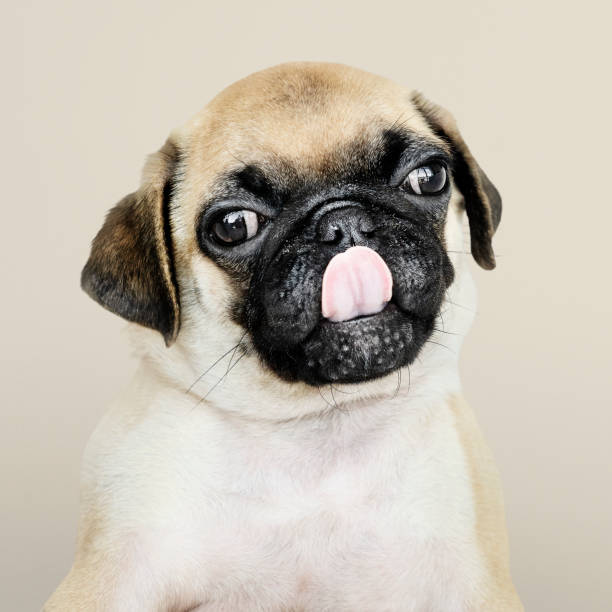 istock Adorable Pug puppy solo portrait 1128787424