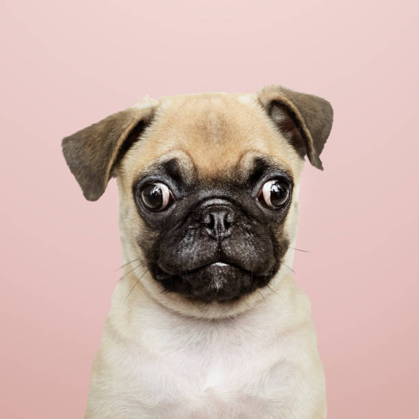 Adorable Pug puppy solo portrait